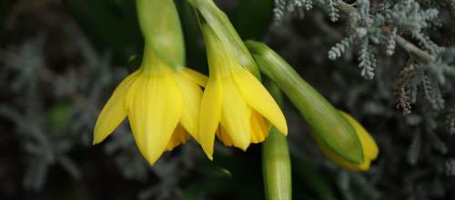 Jaune et jolie