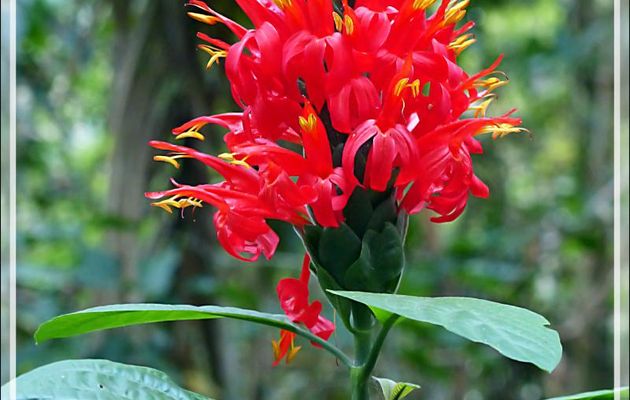 Fleur rouge inconnue - Lac Sandoval - Pérou