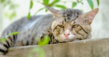 Les besoins d'un chat âgé