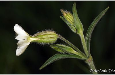 Compagnon Blanc (4) - Silene latifolia