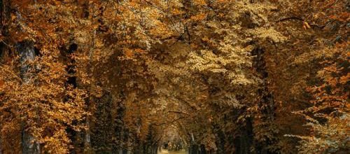 Automne........