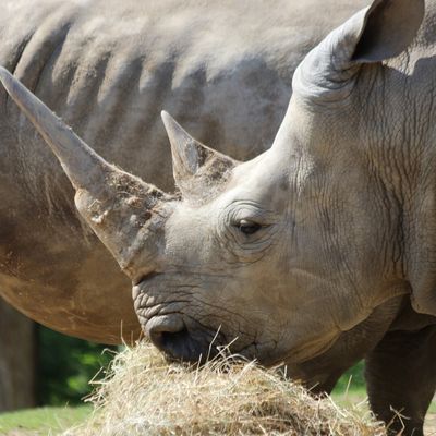 ZOOPARC DE BEAUVAL (2)