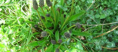 Les 6 plantes utiles incontournables de l'automne. 