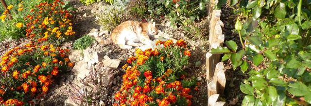 Cherchez le chat !!