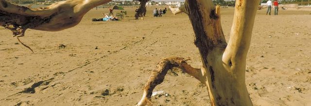 un beau reste d'arbre ! 