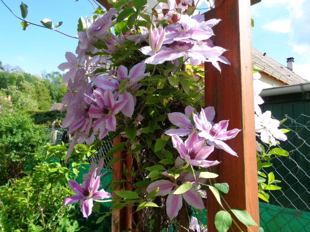 fleurs 