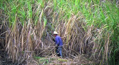 La fabrication du rhum