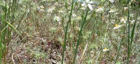 Ornithogalum narbonense - Loncomelos narbonensis  -  ornithogale de Narbonne