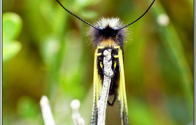 Ascalaphe soufré (Libelloides coccajus) - Pic d'Aillo - Sauveterre de Comminges / Régades - 31
