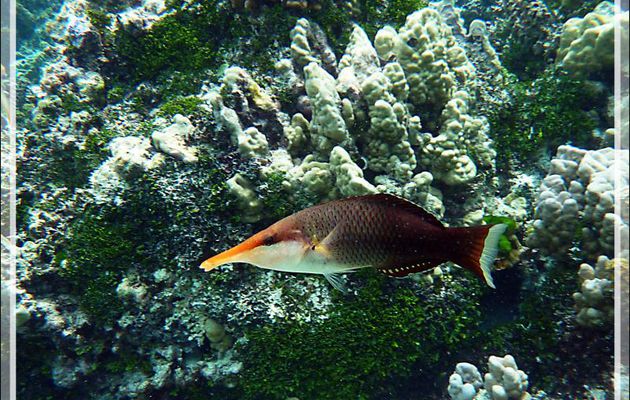 Gomphose vert ou Labre oiseau, Bird wrasse (Gomphosus varius) femelle et mâle - Jardin de corail - Motu Tautau - Taha'a - Polynésie française