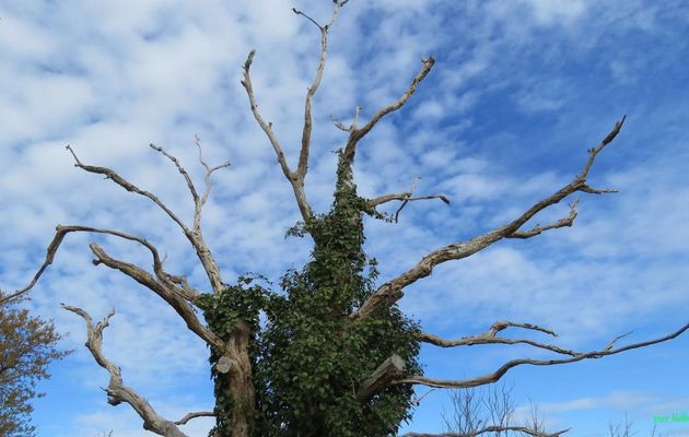 un arbre vu par APN 