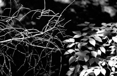 Méditation: L'histoire de l'être - Richard Rohr
