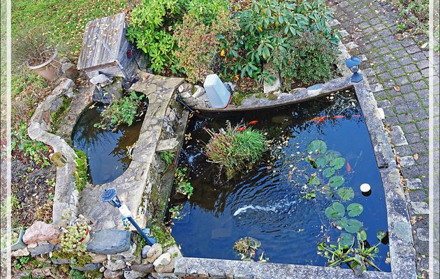 Le repas de mes poissons - Avant (mais ils connaissent l'heure !), pendant, et après la chute de la dose de granulés (en ce moment 2 doses/jour) - Lartigau - Milhas - 31
