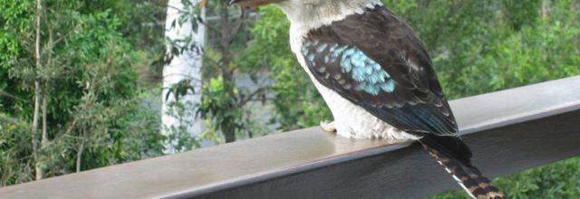un petit oiseau.. un petit oiseau.. tralalala...