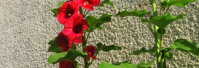  Passe  de  roses 