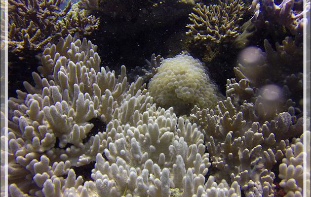 Corail à bulles, Bubble coral, Tipped bubblegum coral, Pearl coral, Grape coral (Physogyra lichtensteini) - Nosy Mitsio - Madagascar