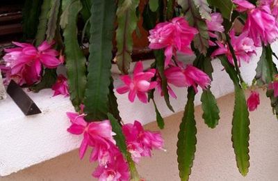 MA PLANTE ADOREE