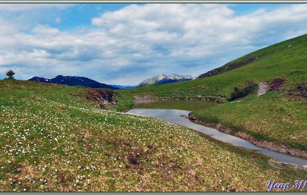 Randonnée à Couledoux, à la limite Haute-Garonne / Ariège vers Pale Grande / Piéjau : Renoncules des Pyrénées (Ranunculus pyrenaeus) au Col de Consires