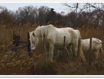Chevaux de Camargue