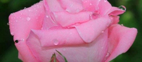 "Octobre Rose" ............pas toujours !!!!!