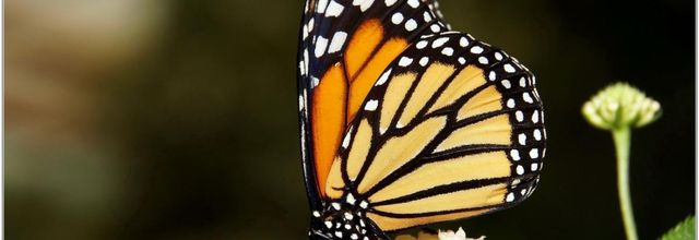 Monarque (1) - Danaus plexippus