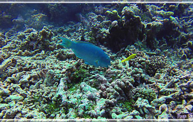 Poisson-perroquet grand bleu, Steephead parrotfish (Chlorurus microrhinos) formes mâle (bleu) puis femelle (orange) ? - Tumakohua (passe sud) - Atoll de Fakarava - Tuamotu - Polynésie française