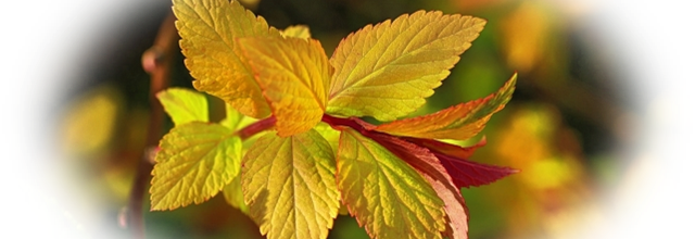 Paysages d'automne