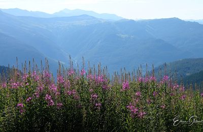 Un matin de Juillet au Col des Champs
