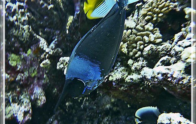 Nason pointillé ou Nasique, Spotted unicornfish or Long-nose unicornfish (Naso brevirostris) - Passe Tumakohua (passe sud) - Atoll de Fakarava - Tuamotu - Polynésie française
