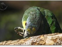 Amazone à ailes orangées 