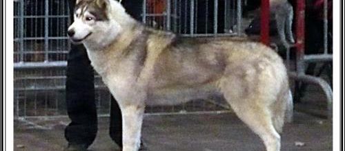 Exposition canine de Toulouse (23 février 2014)
