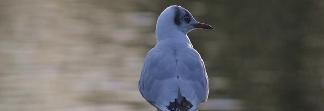Pourquoi des mouettes à Paris ?