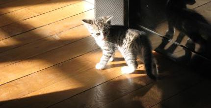 Chatte au bord de la crise de nerfs