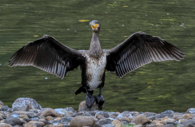 Quelques paires de "gif" à l'Ecopôle du Val d'Allier
