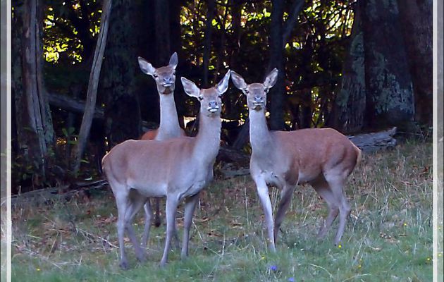 Biches oh mes biches... ou "Les trois grâces" - Lartigau - Milhas - 31 