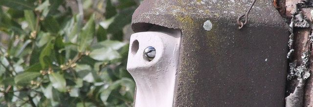 Le mystère du nid de mésanges bleues