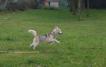 URGENT! Gosky recherche maître!