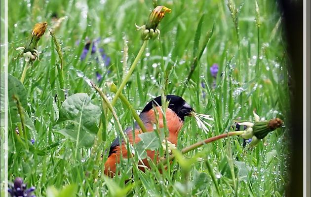 Bouvreuil pivoine mâle, Eurasian Bullfinch (Pyrrhula pyrrhula) et les graines de pissenlit - Lartigau - Milhas - 31