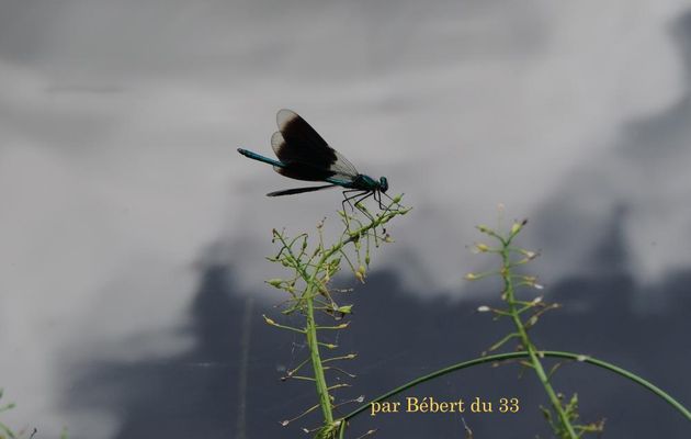 une libèlulle ...