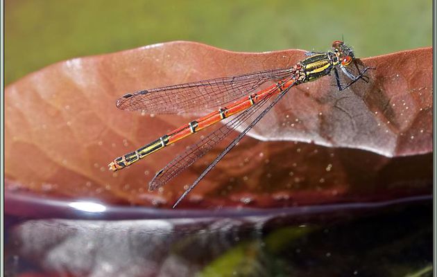 Une demoiselle qui fait fantasmer : la Petite Nymphe au corps de feu (Pyrrhosoma nymphula) femelle - Lartigau - Milhas - 31