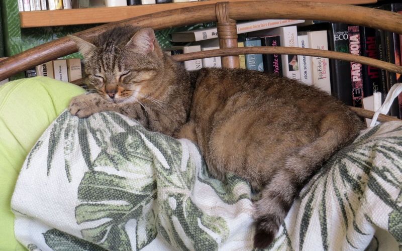 Mon bout d'chou d'amour est parti