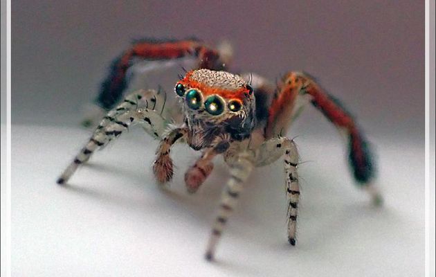 Araignée sauteuse (saltique) "Pied barbu" mâle (Saitis barbipes) - La Couarde-sur-Mer - Île de Ré - 17