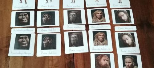 Hominidae