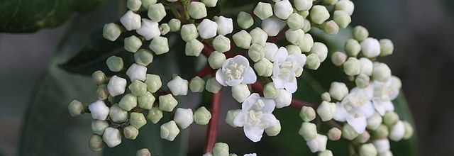 Arbustes à fleurs en janvier