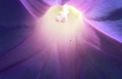 Quand la lumière vient des fleurs...