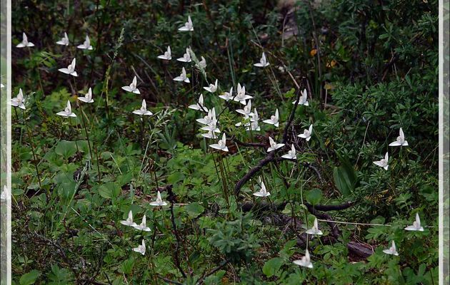Orchidée Palomita, Petite Colombe (Codonorchis lessonii) - Peninsula de Magallanes - Patagonie - Argentine
