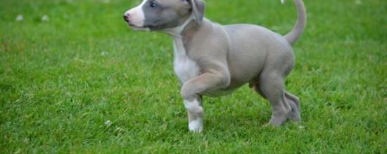 Chiots 2015