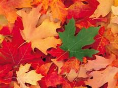 Shiatsu en Automne