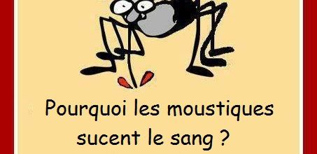 Pourquoi les moustiques