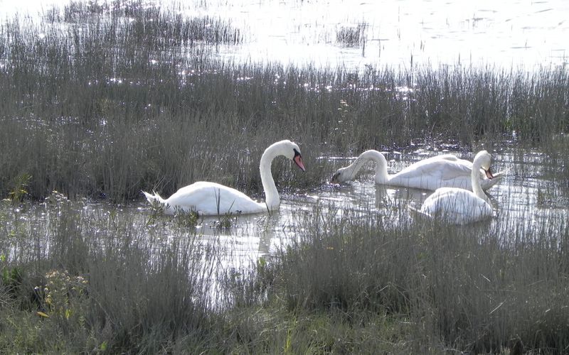 les cygnes du Bassin d'Arcachon